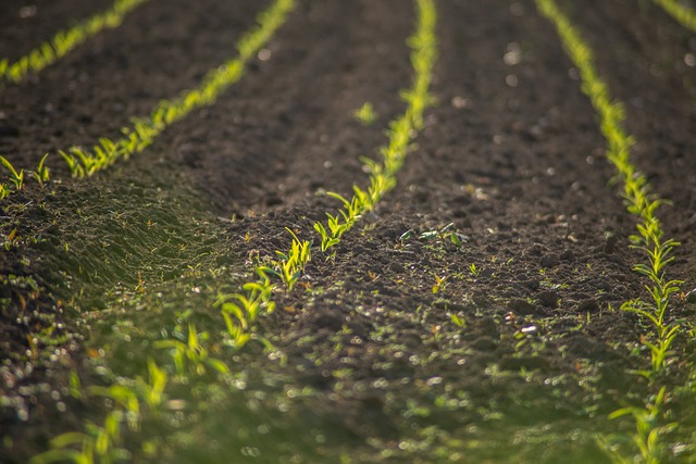 Agricultura y Sistemas alimentarios